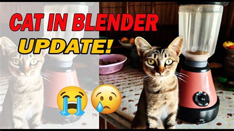 who put a cat into a blender|To everyone who saw the Cat Blender Video, why did you seek。